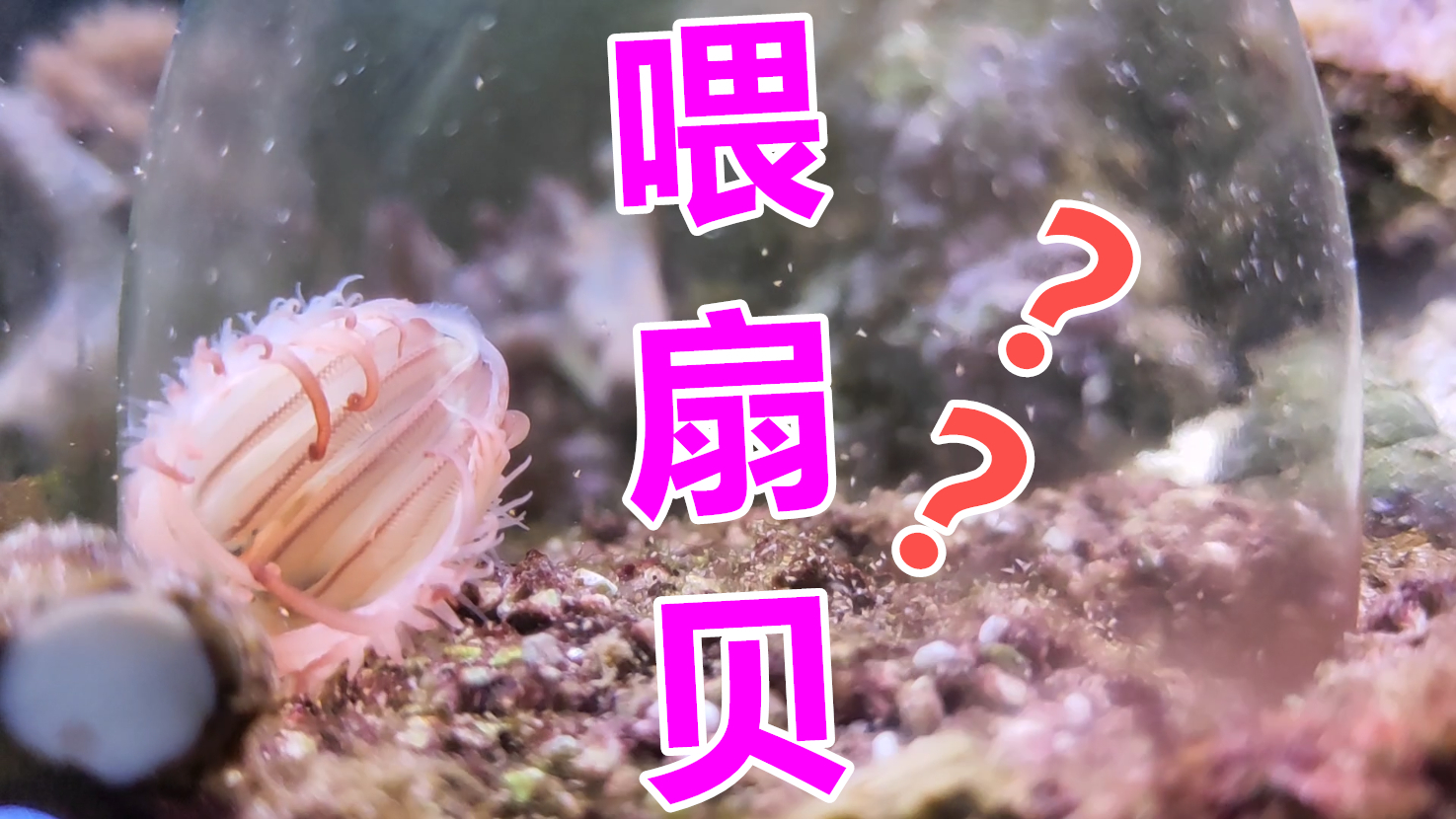 吃扇贝算什么,看我怎么喂扇贝的!